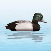 APPELANT CANARD MORILLON MALE SPORT PLAST