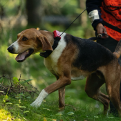 Collier GPS TRACKER R10i pour chien de chasse – Localisation GPS/GLONASS en temps réel