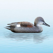 APPELANT CANARD CHIPEAU SPORT PLAST