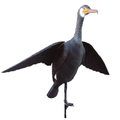 APPELANT CORMORAN DEBOUT AVEC AILES ÉCARTÉES SPORT PLAST