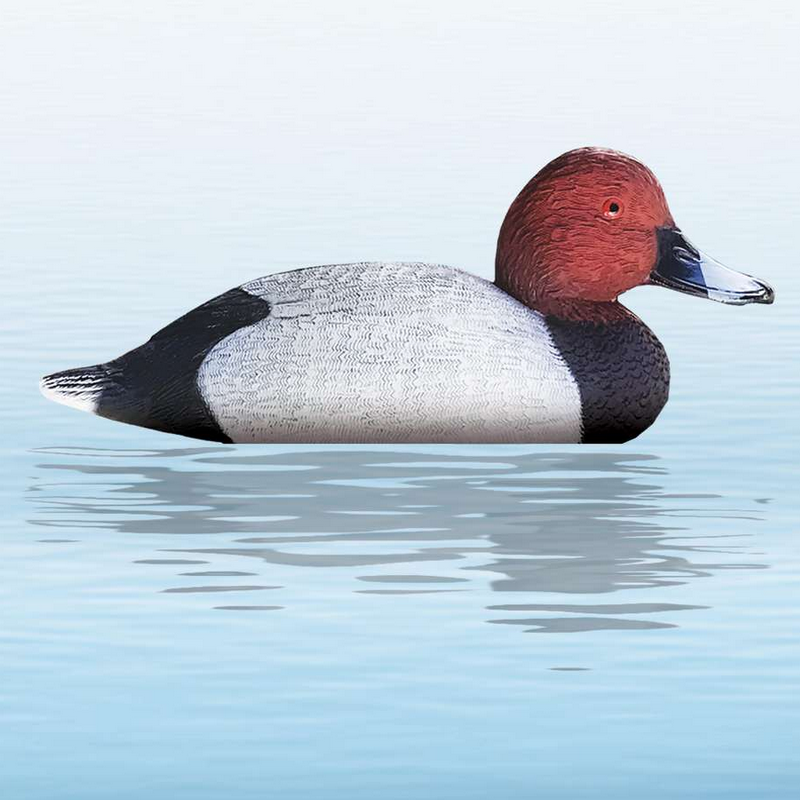 Appelant canard milouin mâle ou femelle